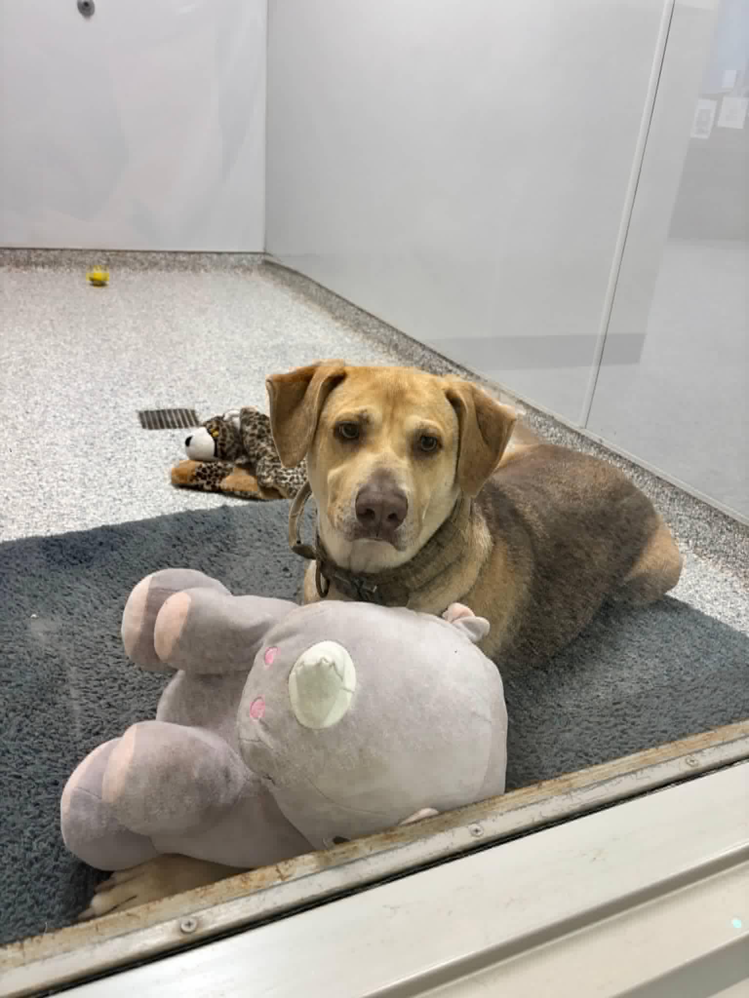 Enlarge Ollie, a Adoptable mixed breed in Elkhorn, WI image 2/5