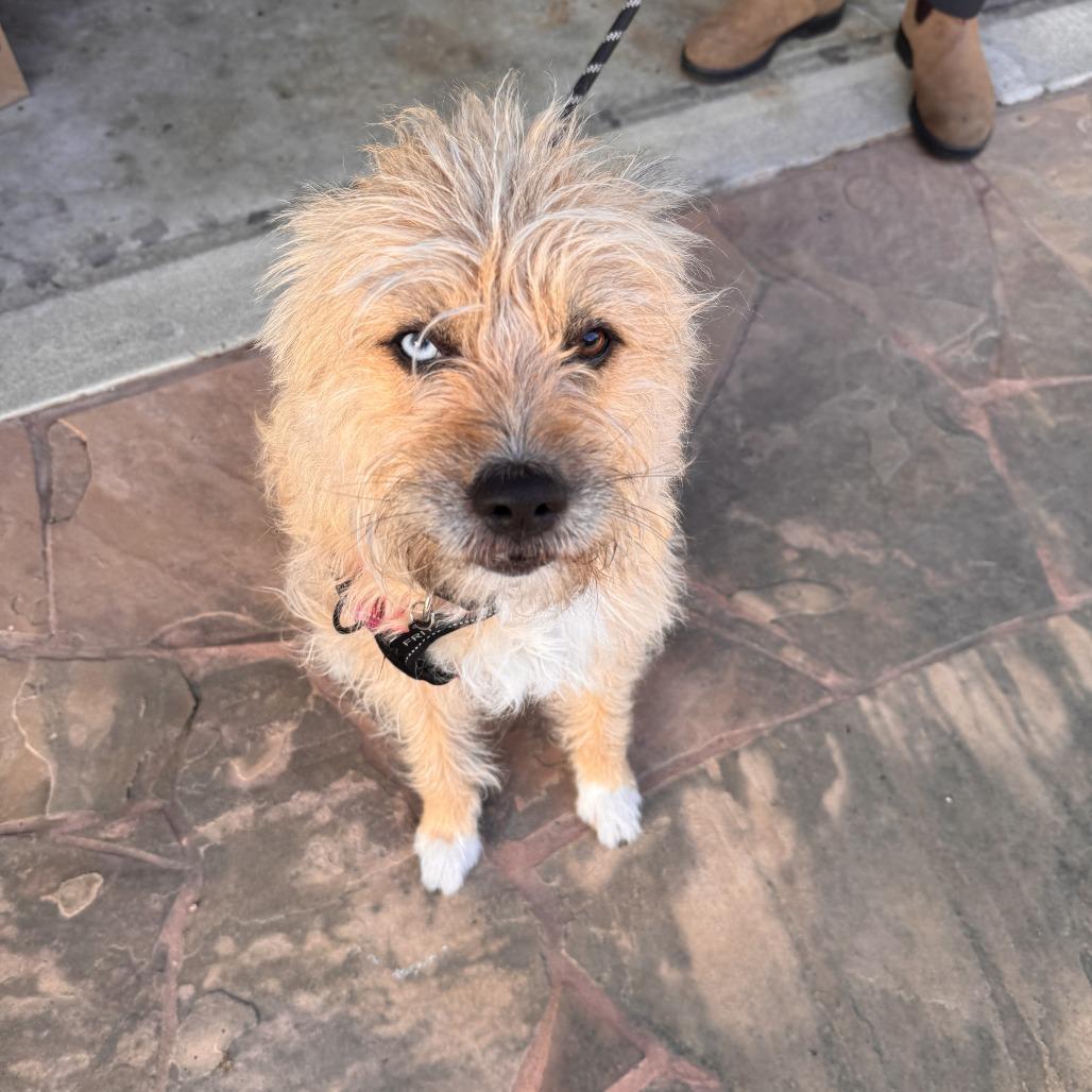 Enlarge Fritz, a Adoptable mixed breed in North Hollywood, CA image 1/6
