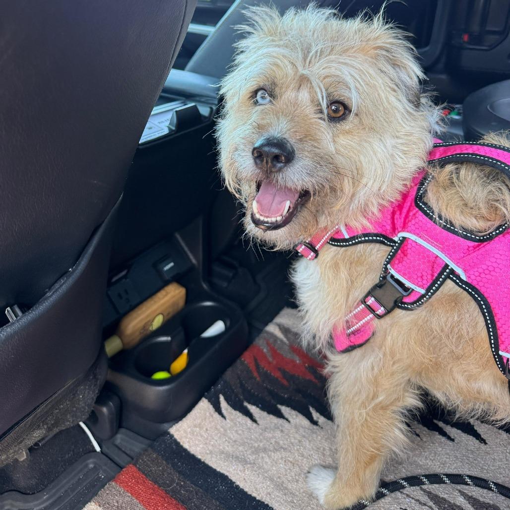 Enlarge Fritz, a Adoptable mixed breed in North Hollywood, CA image 5/6