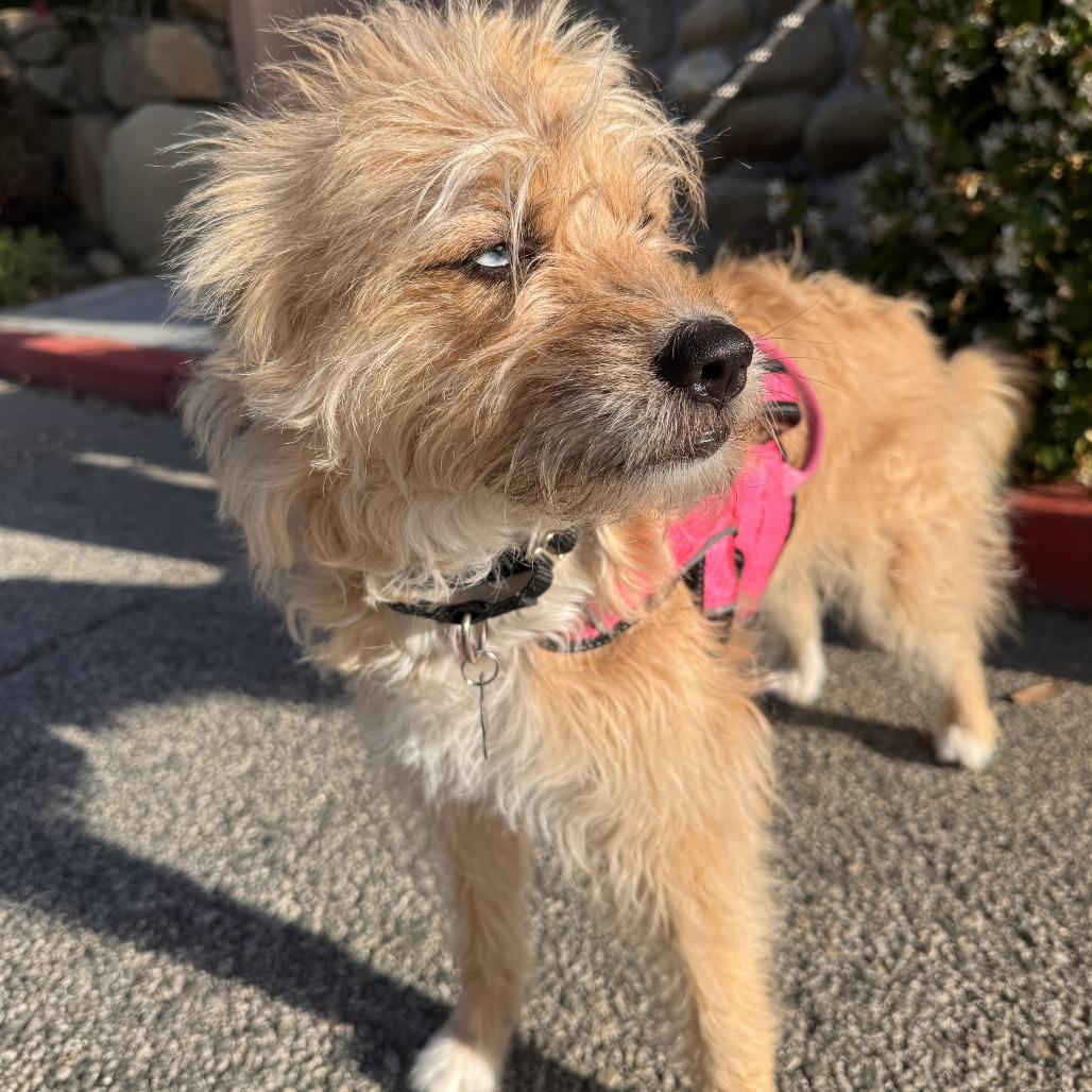 Enlarge Fritz, a Adoptable mixed breed in North Hollywood, CA image 2/6