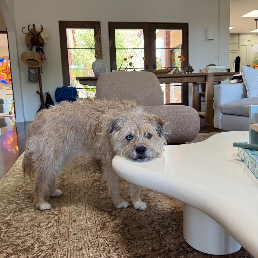 Enlarge Fritz, a Adoptable mixed breed in North Hollywood, CA image 6/6