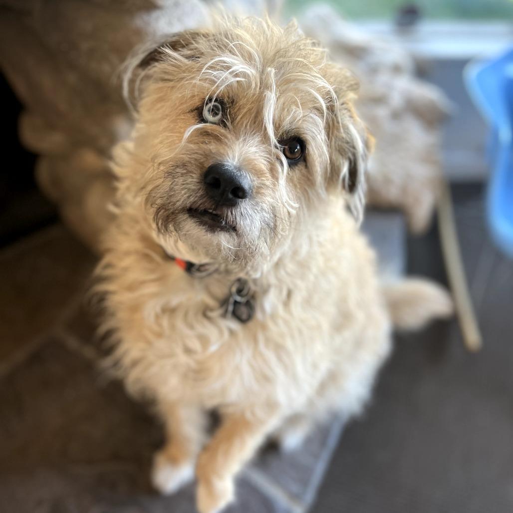 Fritz, Adoptable, Adult Male Terrier & Husky.