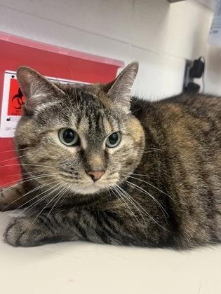Hazel, Adoptable, Adult Female Domestic Short Hair.