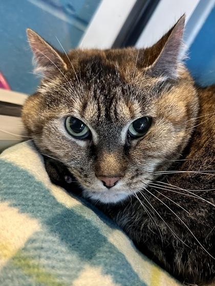 Enlarge Hazel, a Adoptable mixed breed in Wichita, KS image 2/2