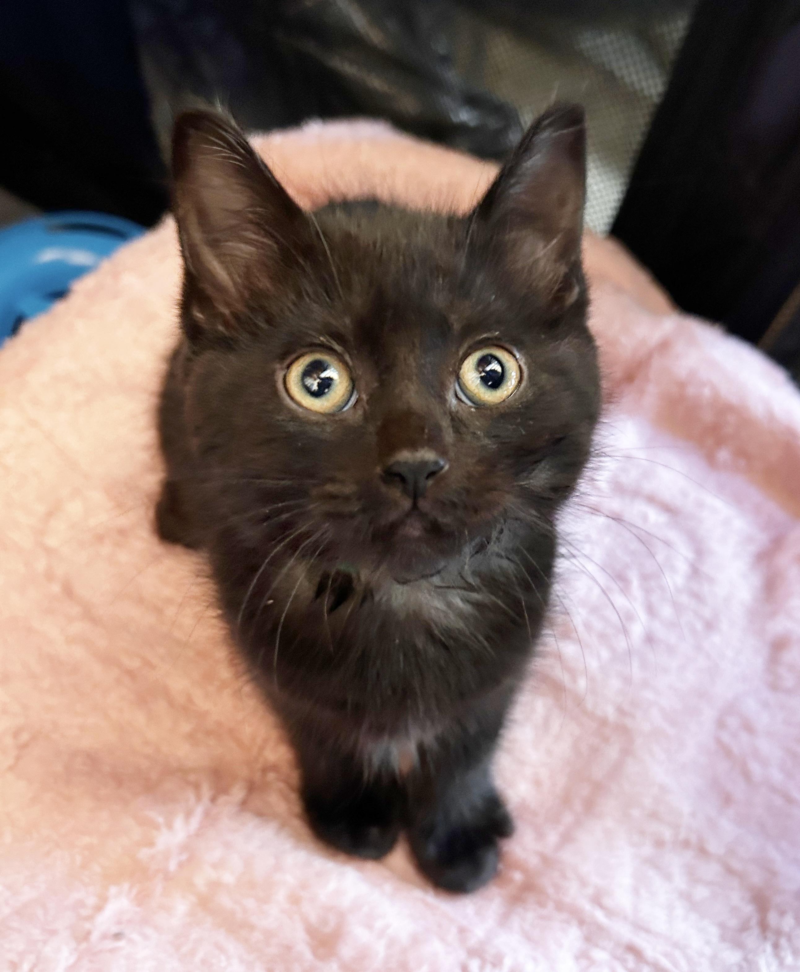 Enlarge Coco, a Adoptable Domestic Medium Hair in Durango, CO image 1/1