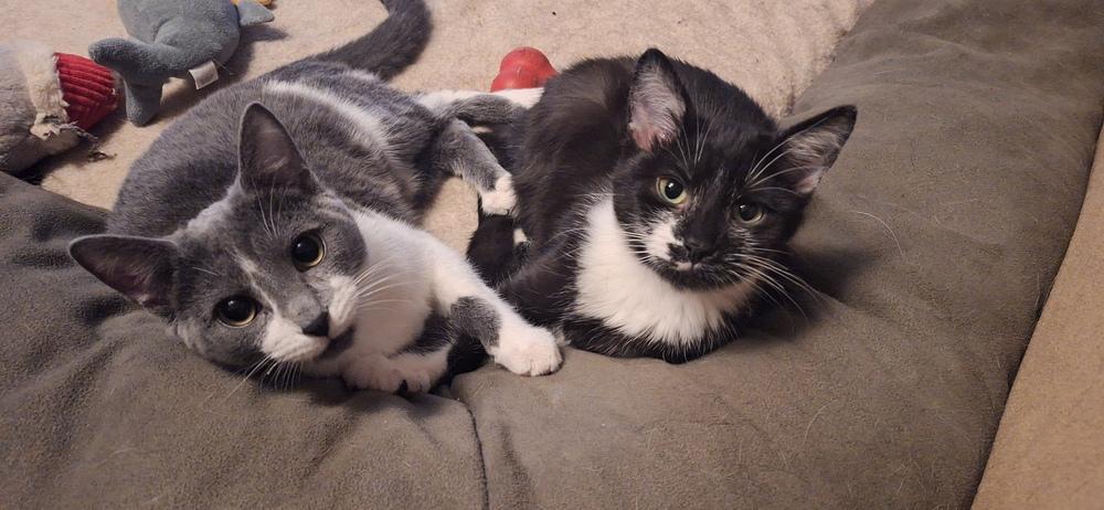 Enlarge Jessicats : Gizmo, a Adoptable Domestic Short Hair in Aurora, IN image 1/5