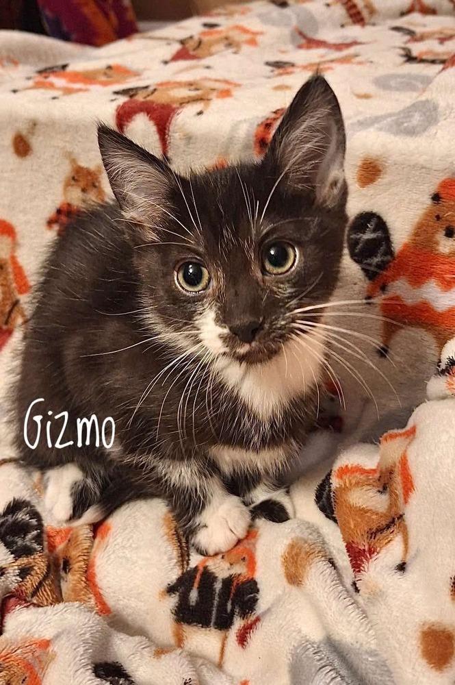 Enlarge Jessicats : Gizmo, a Adoptable Domestic Short Hair in Aurora, IN image 2/5