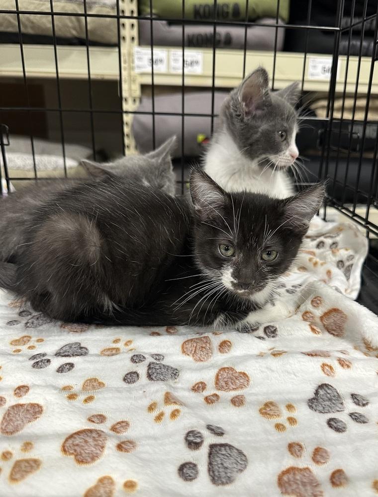 Enlarge Jessicats : Gizmo, a Adoptable Domestic Short Hair in Aurora, IN image 3/5