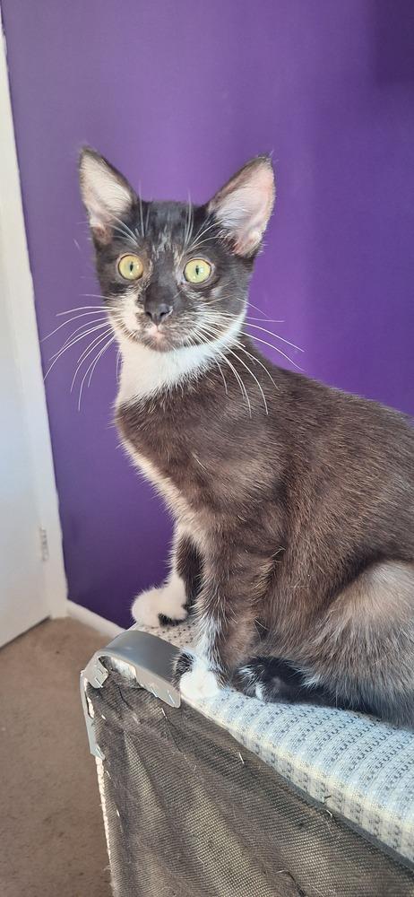 Enlarge Jessicats : Gizmo, a Adoptable Domestic Short Hair in Aurora, IN image 4/5