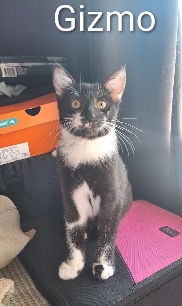 Enlarge Jessicats : Gizmo, a Adoptable Domestic Short Hair in Aurora, IN image 5/5