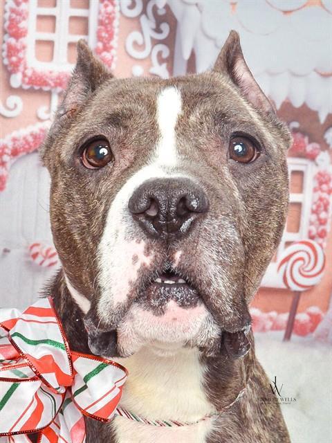 ALORA, Adoptable, Adult Female Terrier & Pit Bull Terrier.