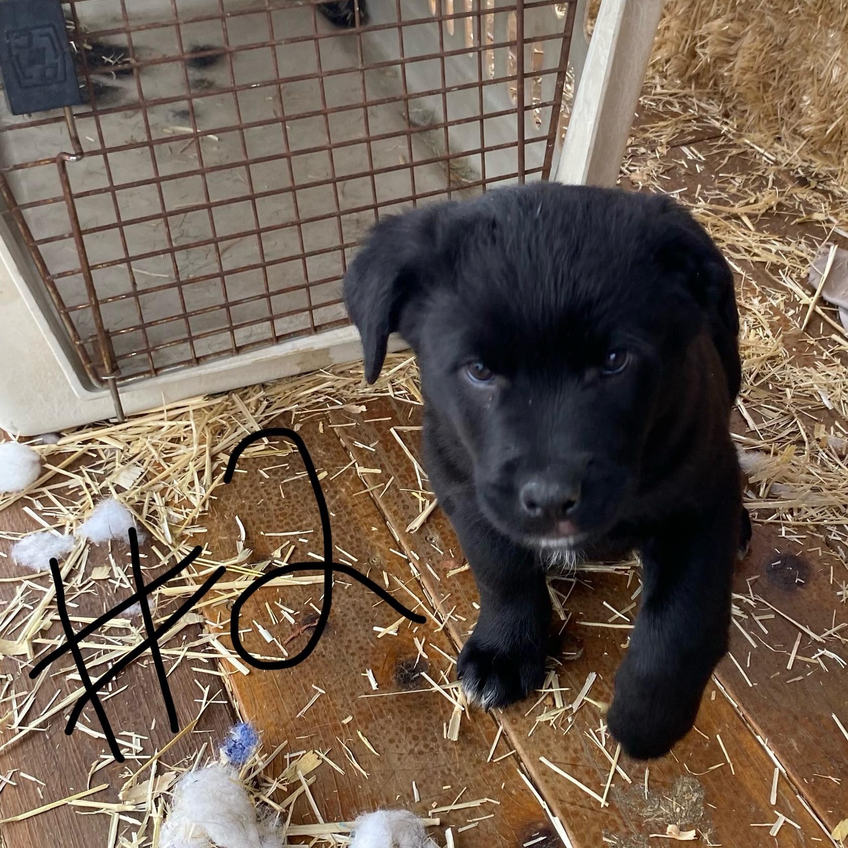 Border Collie/ Rottweiler Puppies, an adoption pending mixed breed in Thayne, WY image 2/4