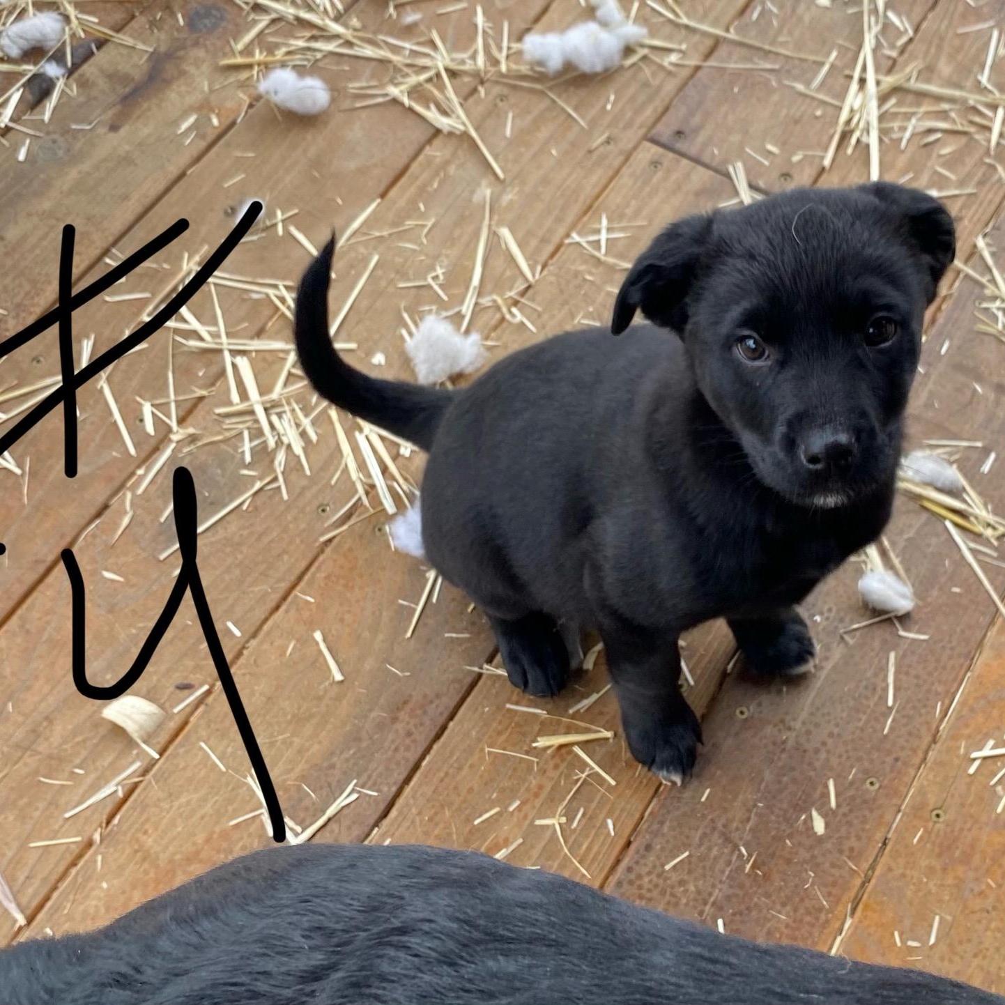 Border Collie/ Rottweiler Puppies, an adoption pending mixed breed in Thayne, WY image 3/4