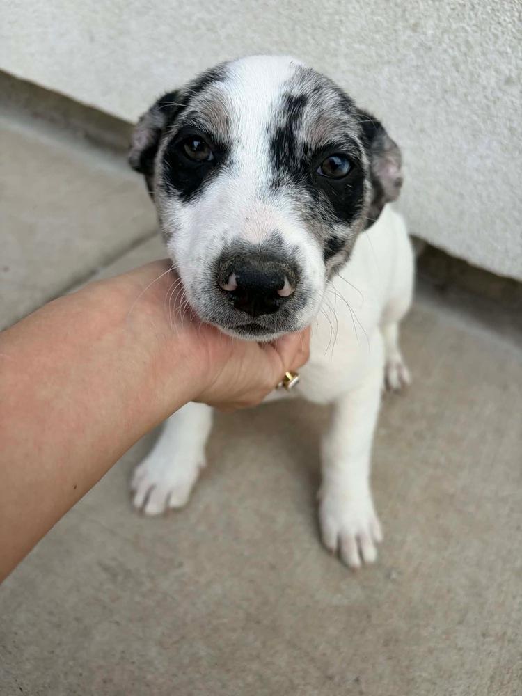 Kash (Oakley's Litter) — thumbnail 2