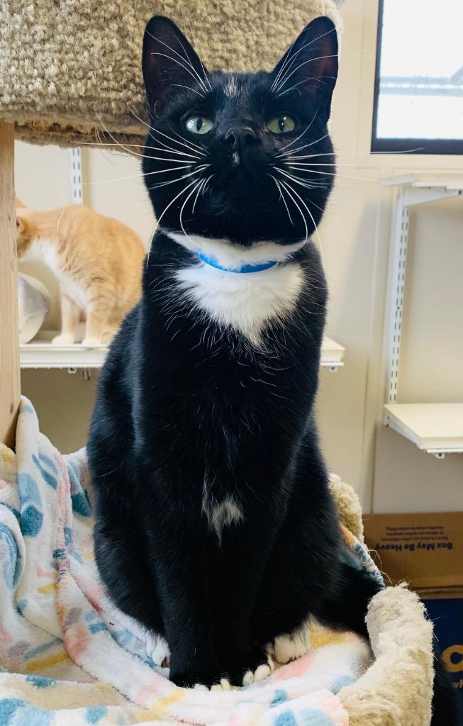 Lanister — thumbnail 2