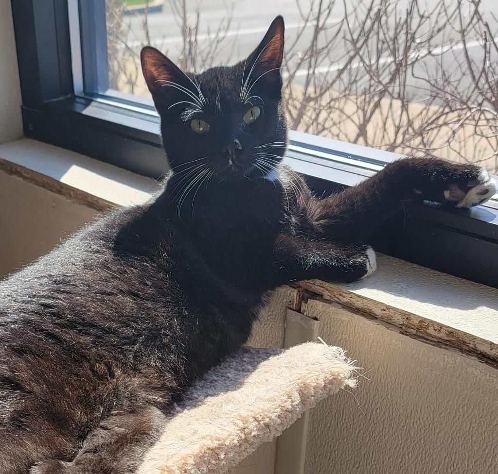 Lanister — thumbnail 3