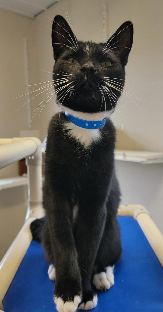 Lanister — thumbnail 4