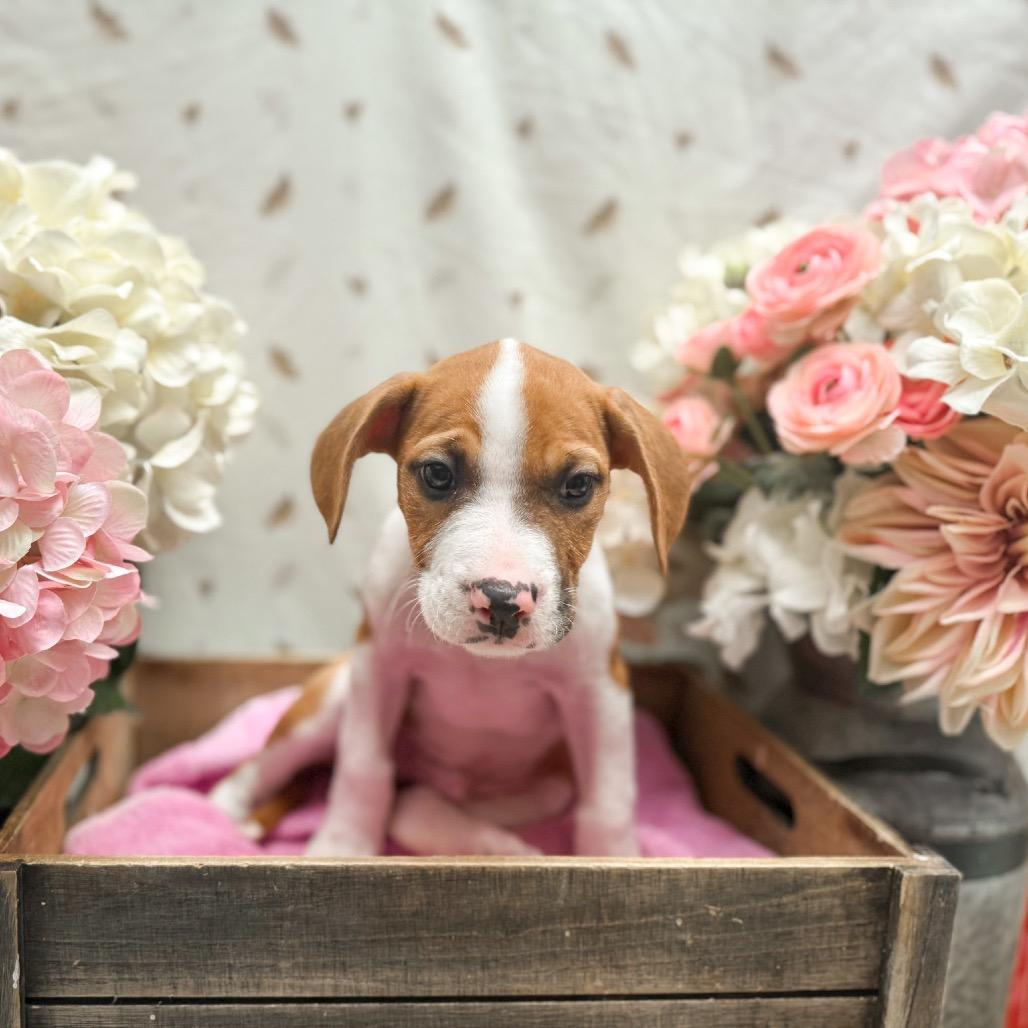 Ryan, Adopted, Puppy Male Labrador Retriever.