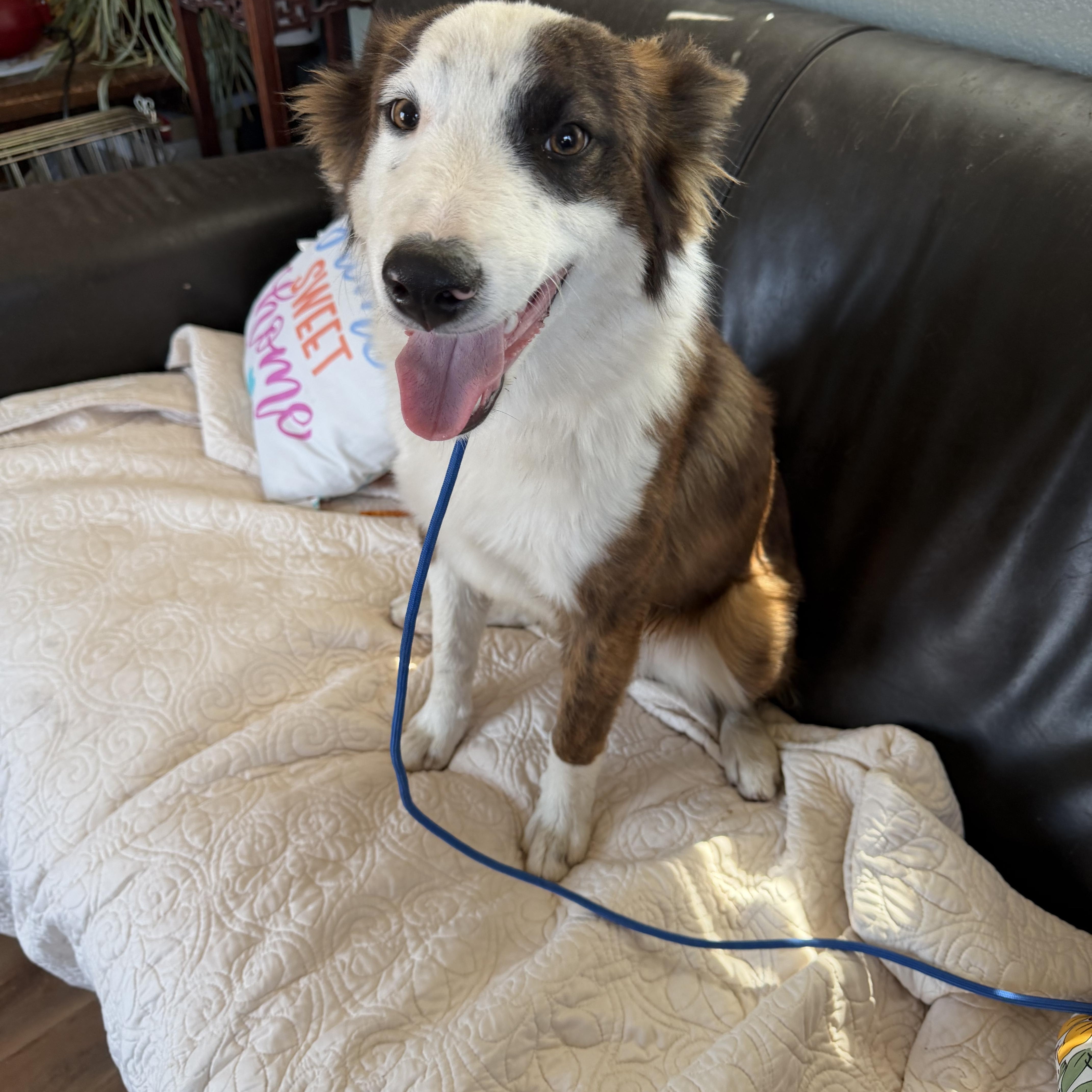 Enlarge Biscuit, a Adopted Border Collie in Deming, NM image 1/1