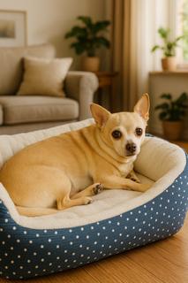 Petie, Adoptable, Adult Male Chihuahua.