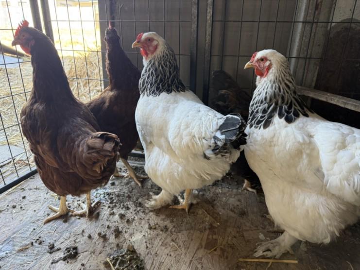 SNOWY, Adoptable, Adult Female Chicken.