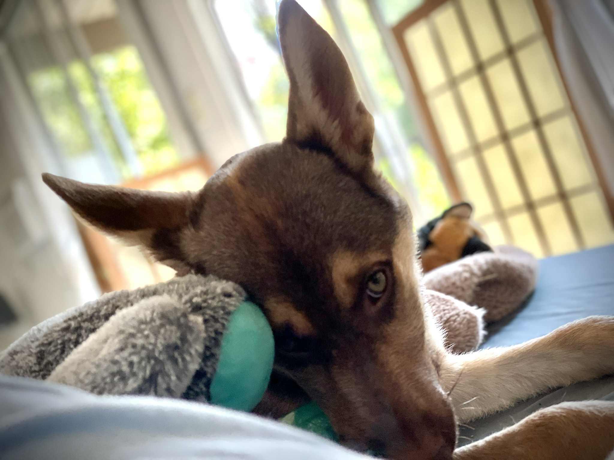 Baby Hazel the perfect pup, an adoptable Husky, German Shepherd Dog in Missoula, MT, 59803 | Photo Image 2