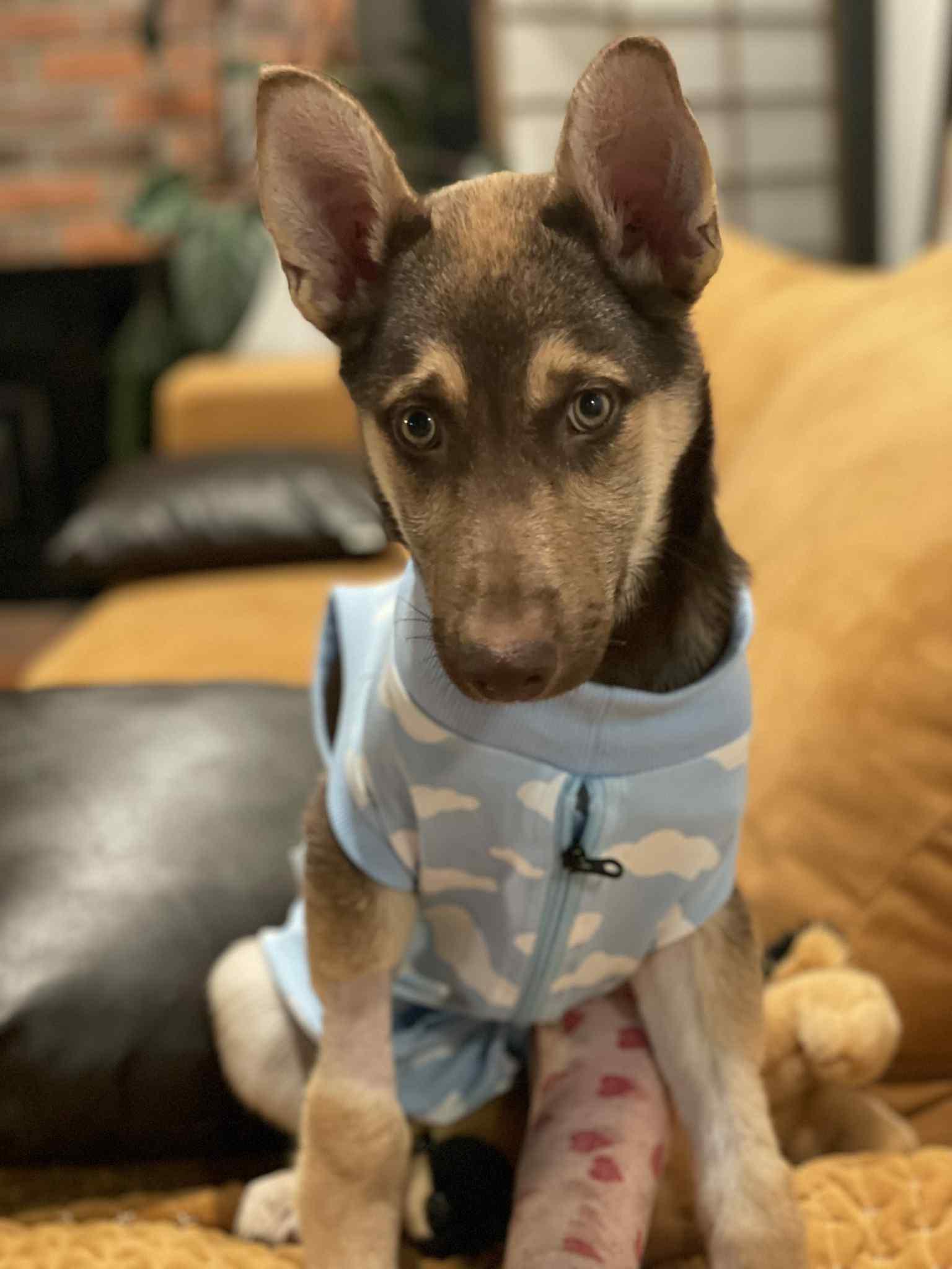 Baby Hazel the perfect pup, an adoptable Husky, German Shepherd Dog in Missoula, MT, 59803 | Photo Image 3