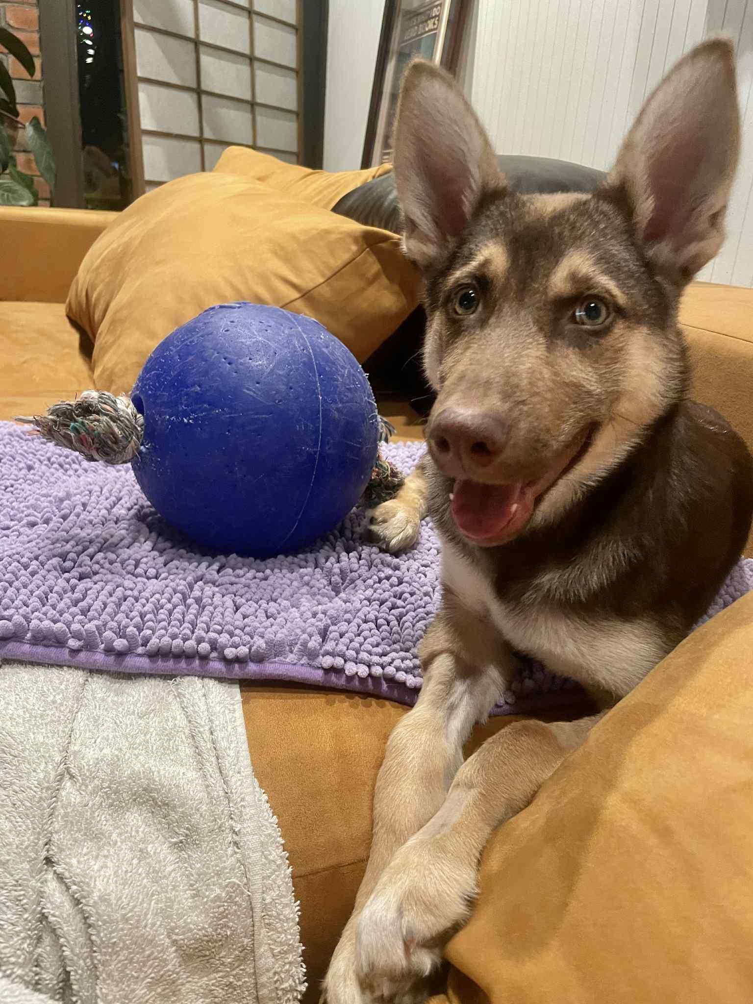Baby Hazel the perfect pup, an adoptable Husky, German Shepherd Dog in Missoula, MT, 59803 | Photo Image 1
