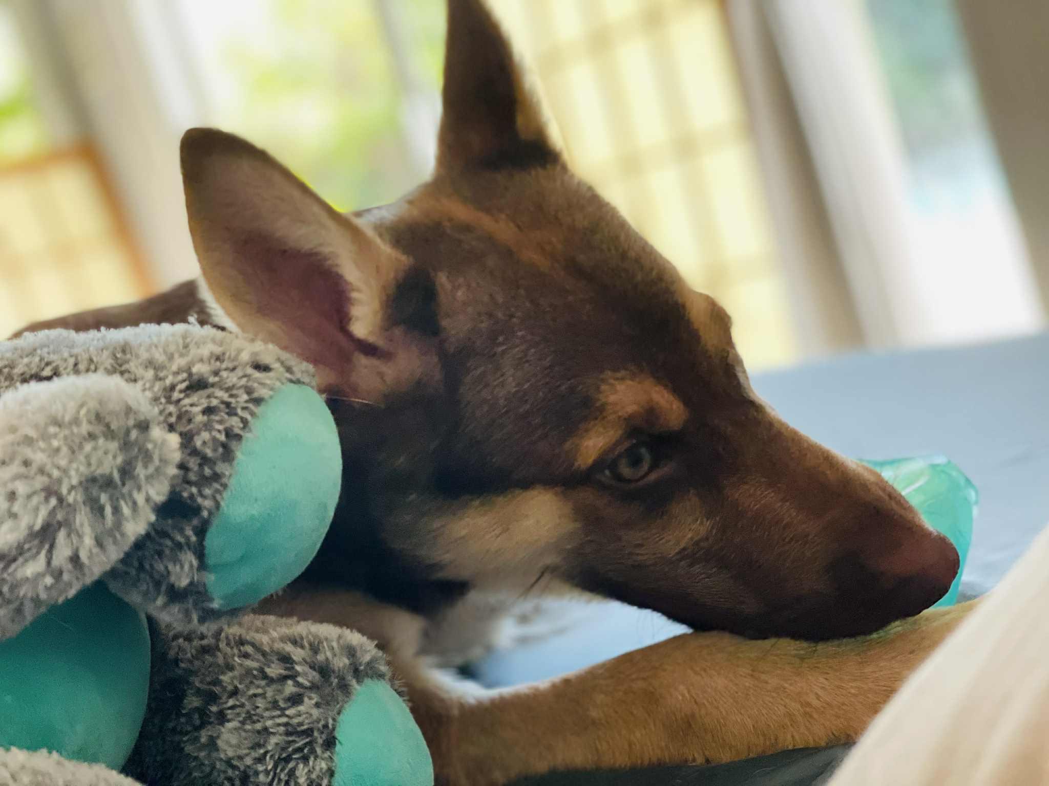 Baby Hazel the perfect pup, an adoptable Husky, German Shepherd Dog in Missoula, MT, 59803 | Photo Image 5