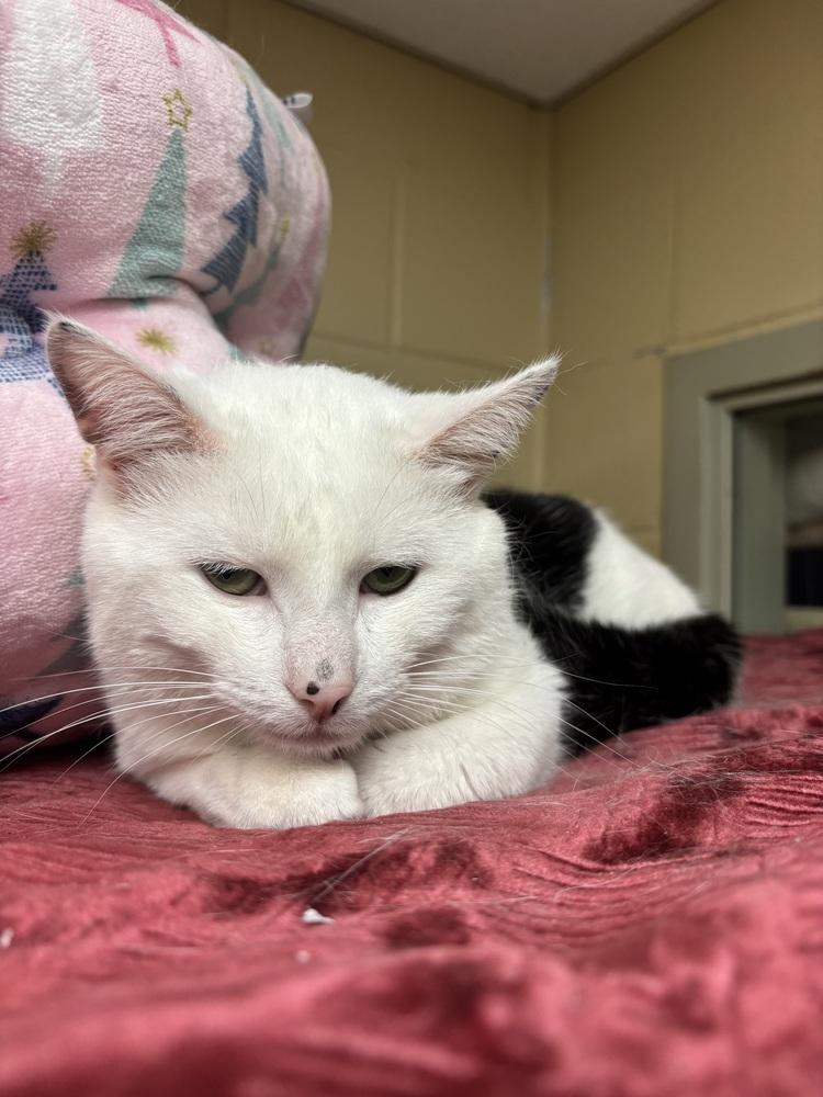 Enlarge Coach, a Adoptable mixed breed in Kalamazoo, MI image 1/1