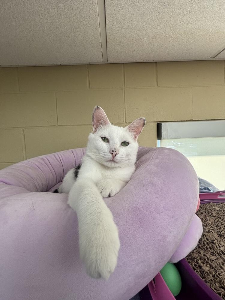 Coach, Adoptable, Adult Male Domestic Short Hair.