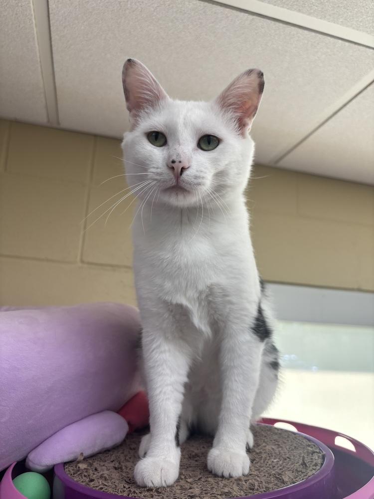 Enlarge Coach, a Adoptable mixed breed in Kalamazoo, MI image 2/4