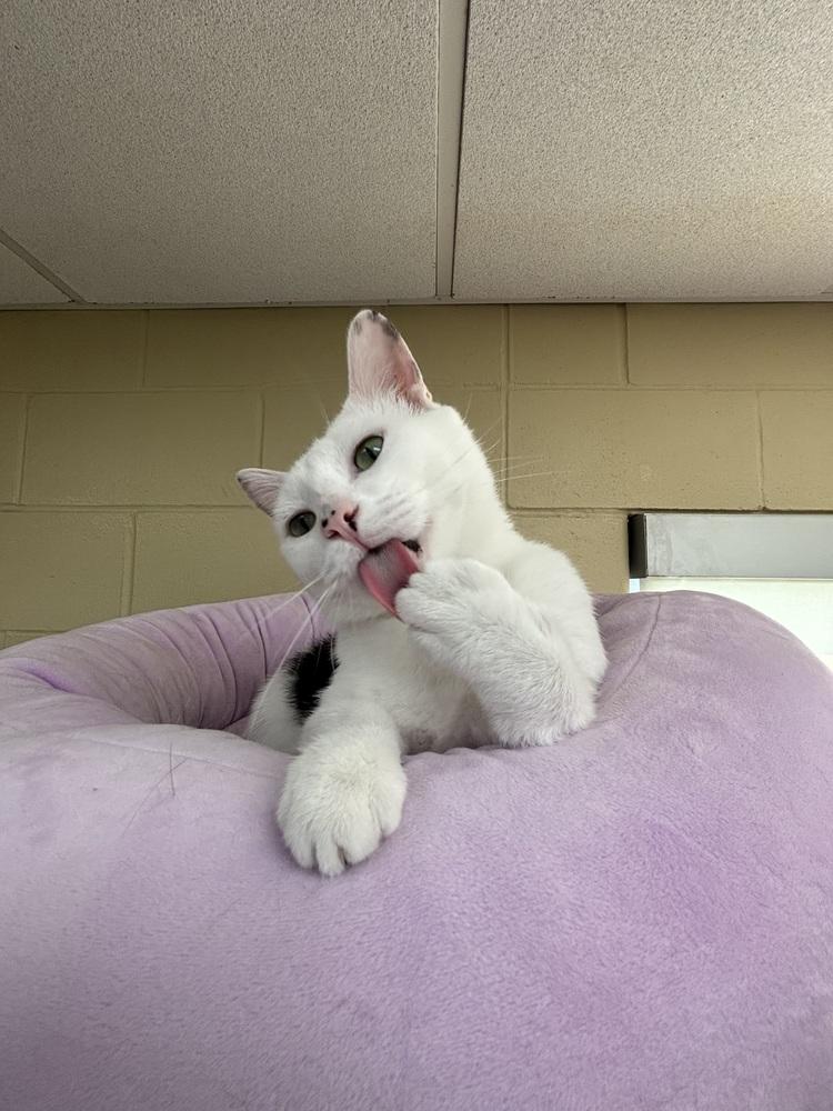 Enlarge Coach, a Adoptable mixed breed in Kalamazoo, MI image 3/4