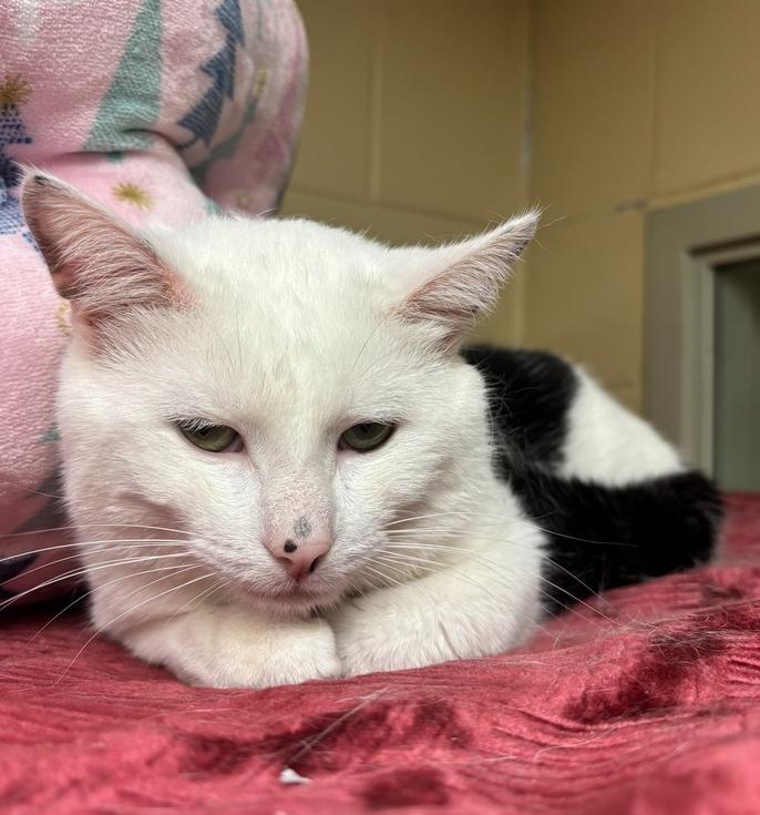 Enlarge Coach, a Adoptable mixed breed in Kalamazoo, MI image 4/4