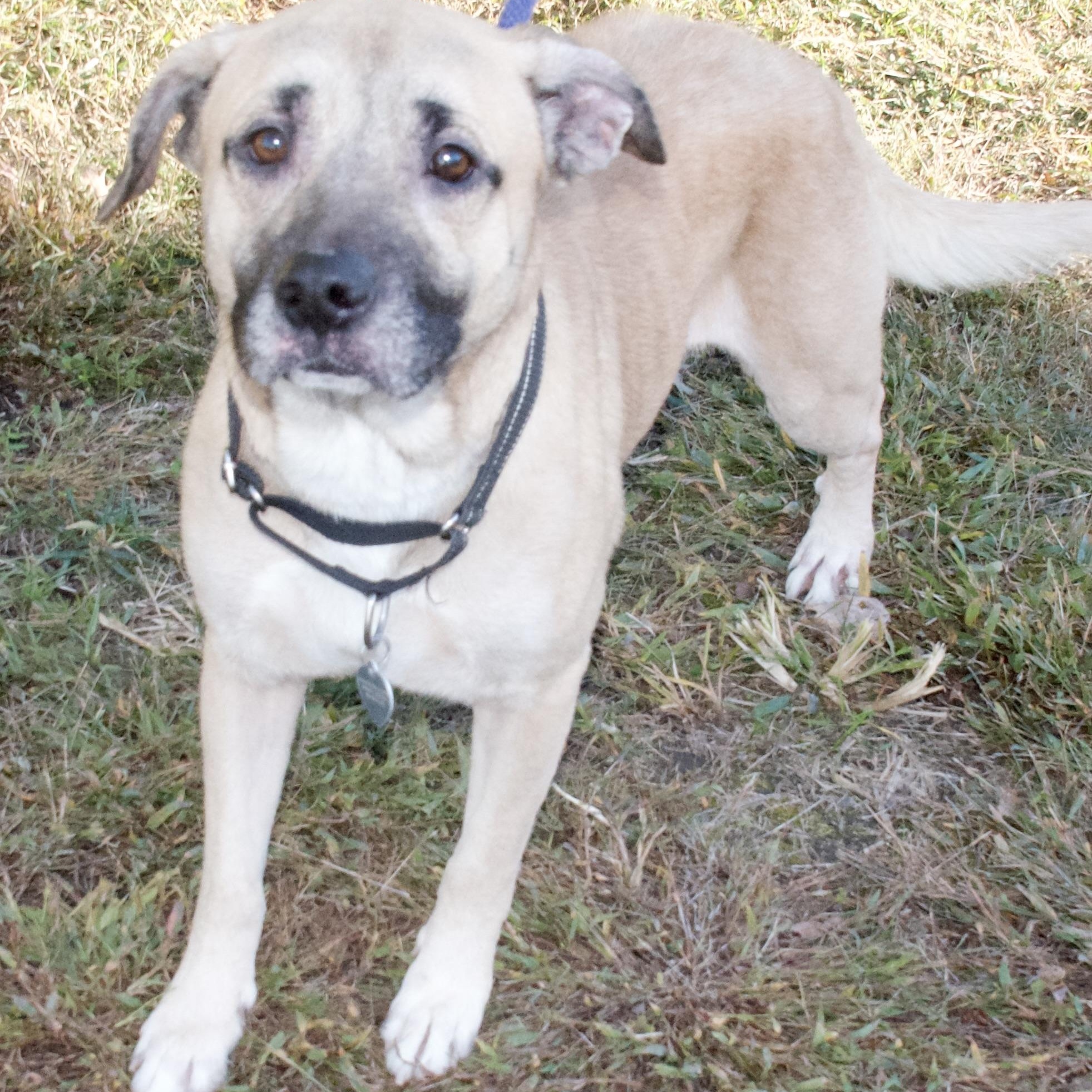 Enlarge Rocket, an adoptable Mixed Breed in Gloucester, VA image 2/5