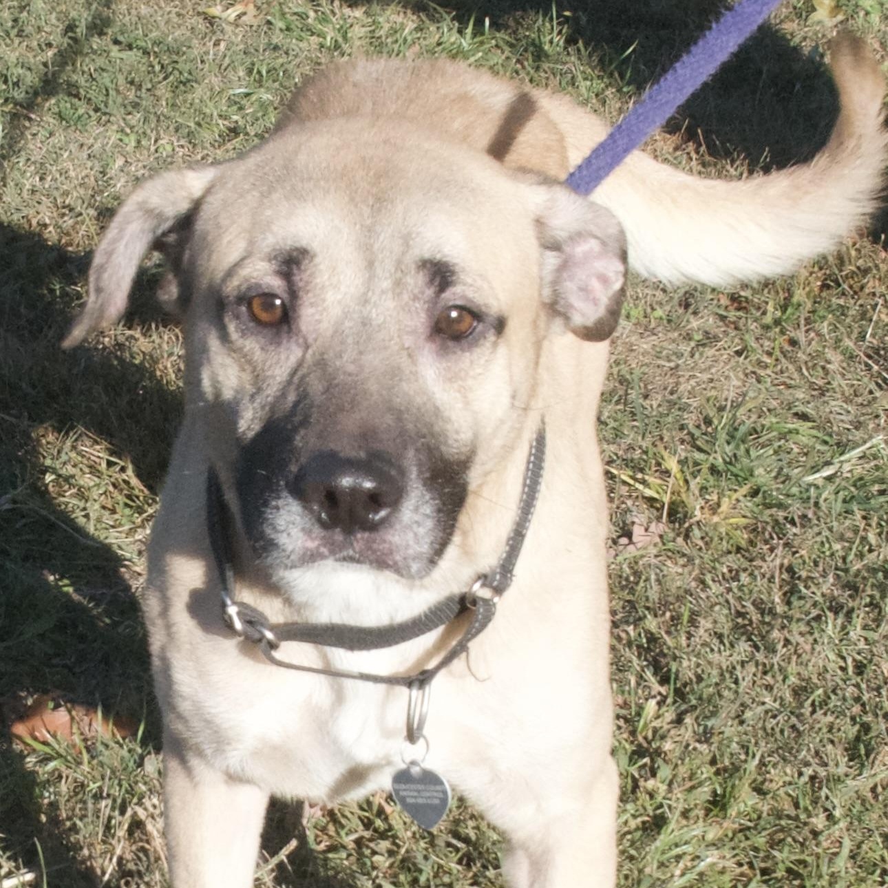 Enlarge Rocket, an adoptable Mixed Breed in Gloucester, VA image 3/5