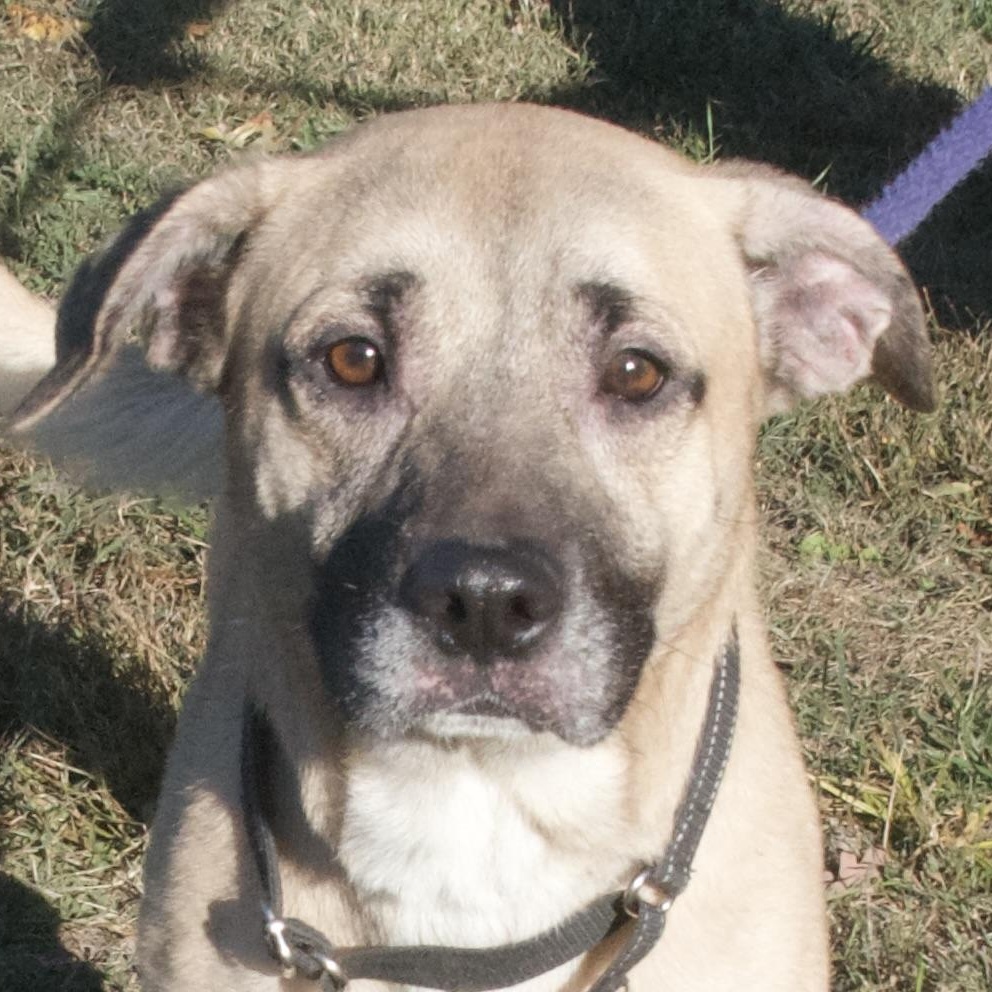 Enlarge Rocket, an adoptable Mixed Breed in Gloucester, VA image 1/5