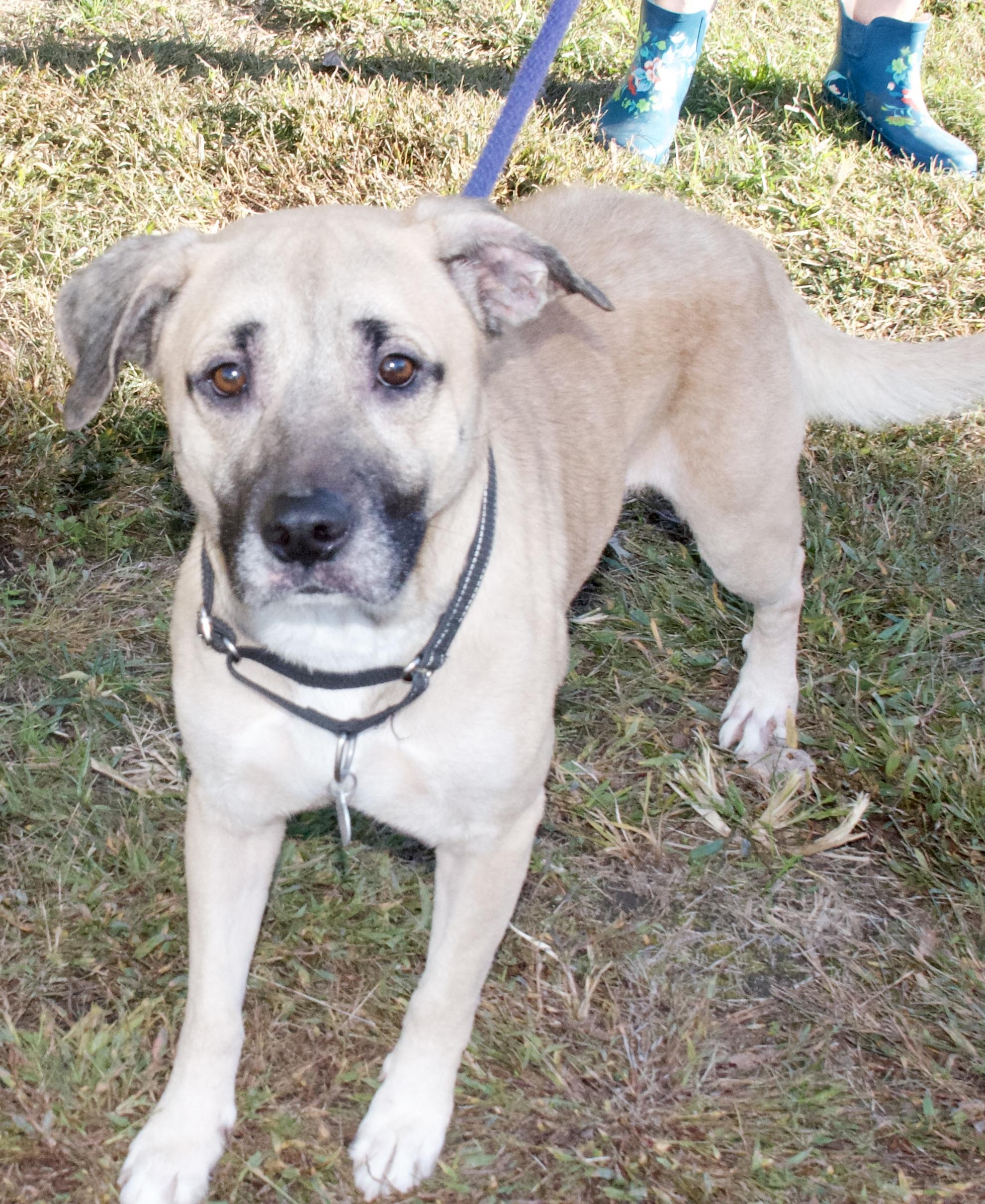 Enlarge Rocket, an adoptable Mixed Breed in Gloucester, VA image 5/5