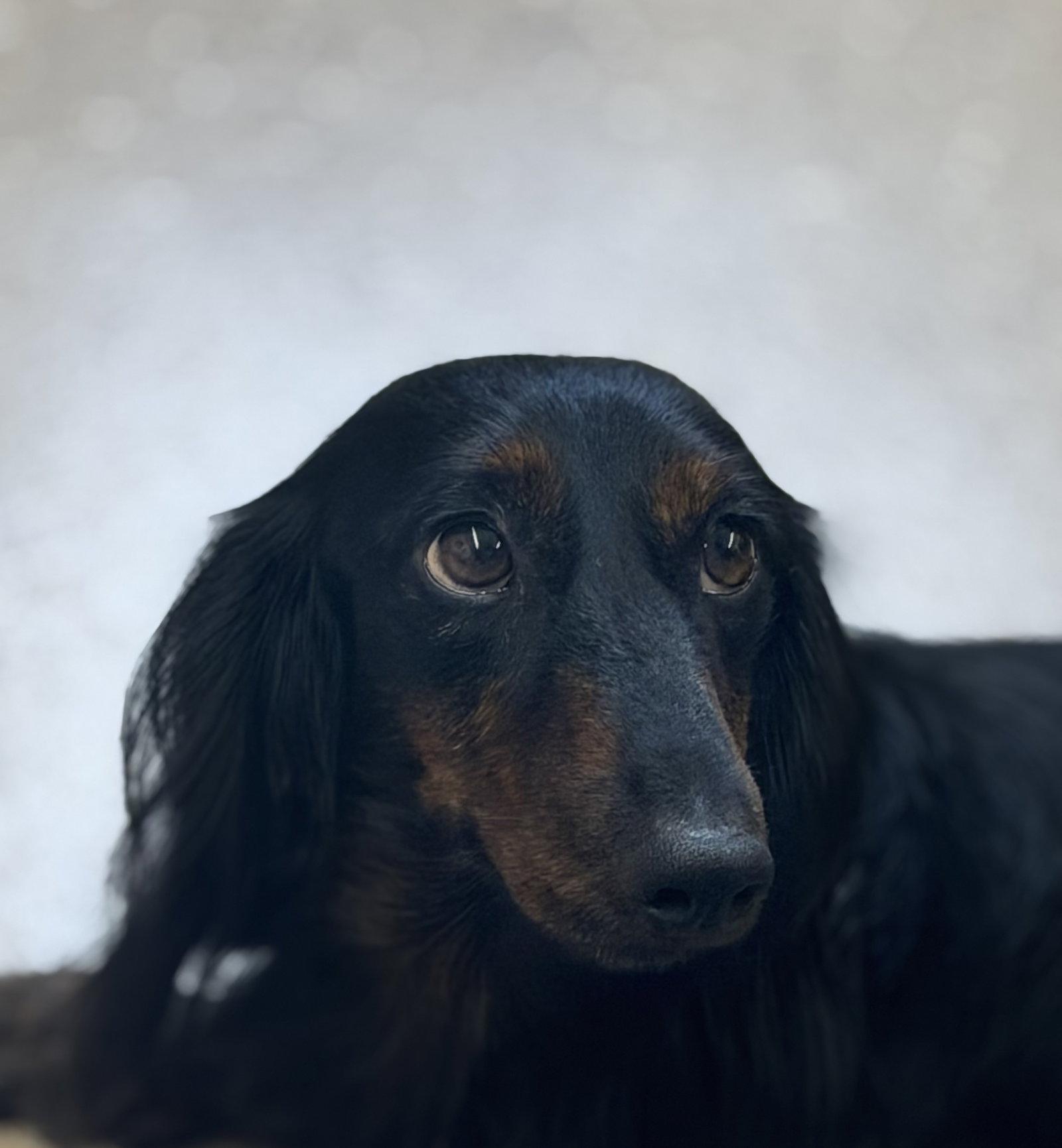 Bobby, Adoptable, Adult Male Dachshund.