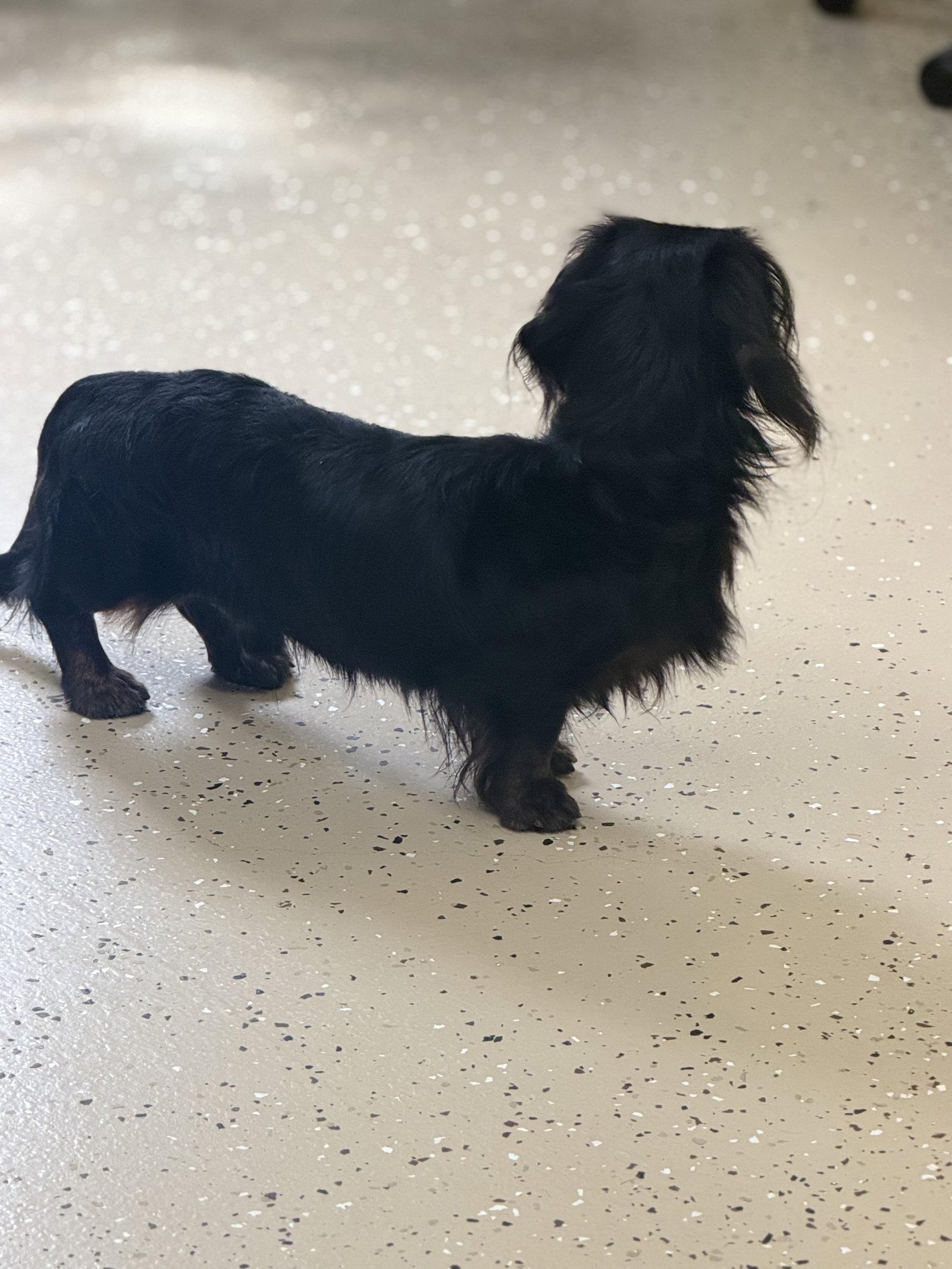 Enlarge Bobby, a Adoptable Dachshund in York, SC image 2/3