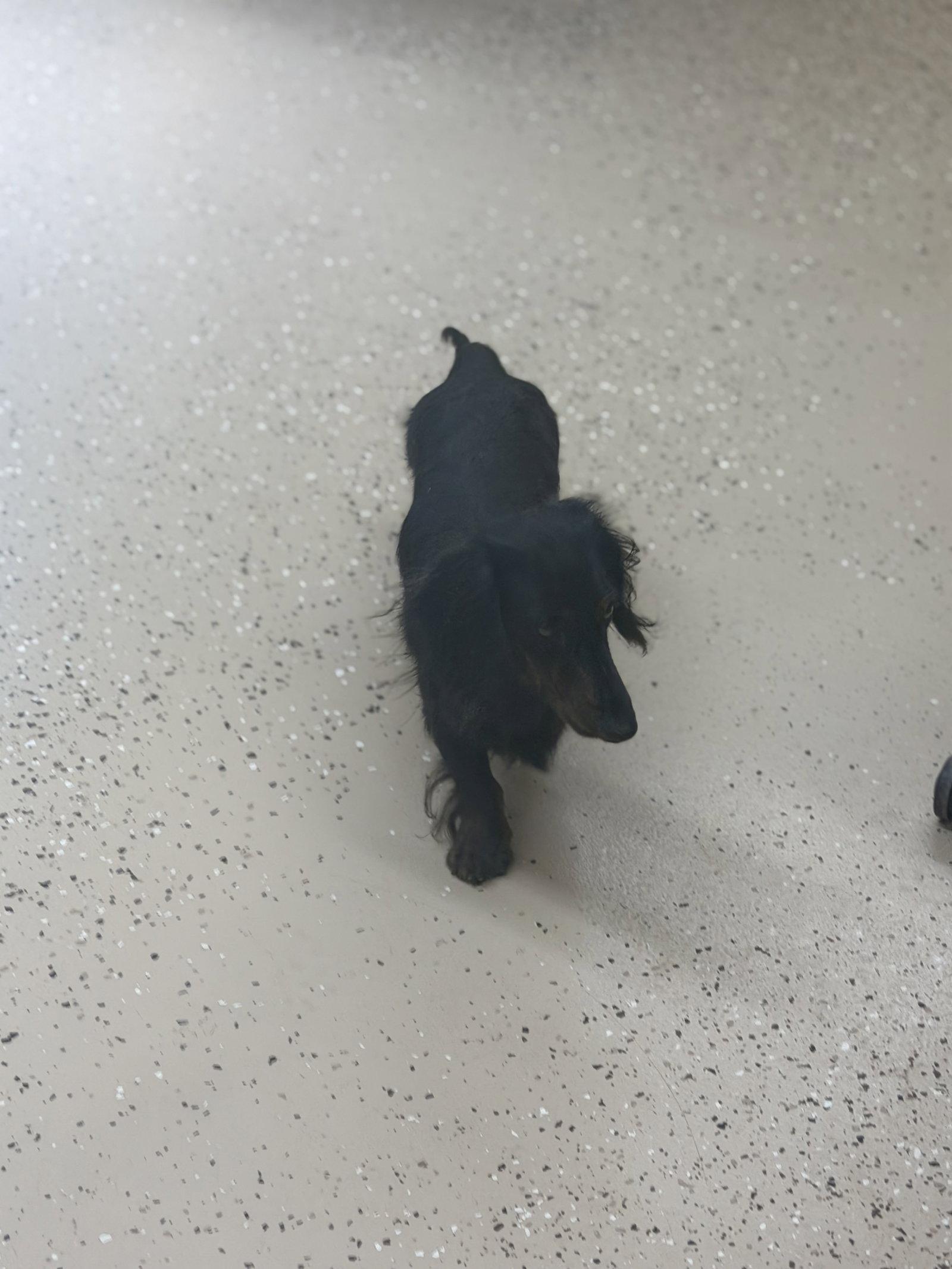 Enlarge Bobby, a Adoptable Dachshund in York, SC image 3/3