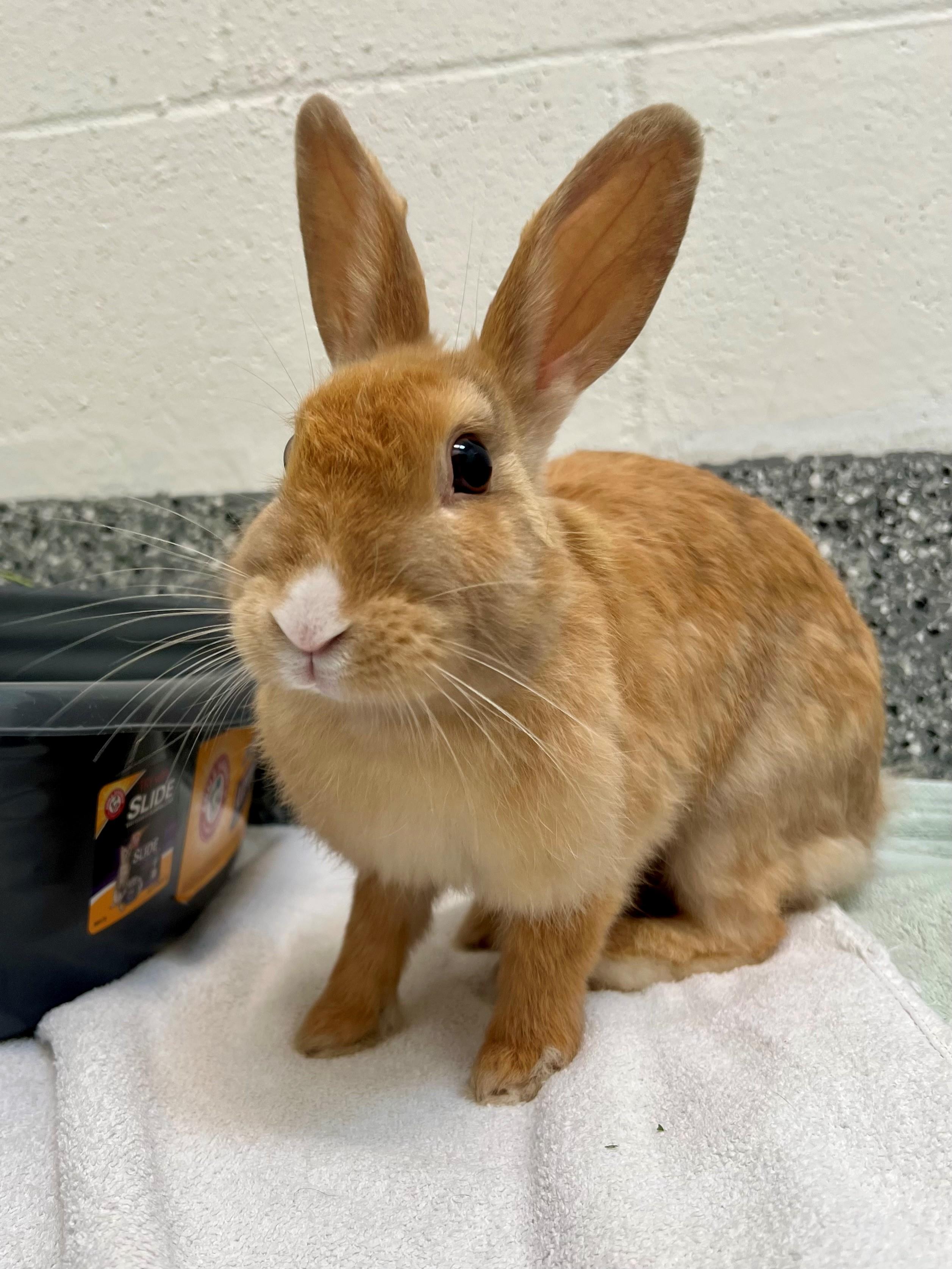 Enlarge Tuna, a Adoptable Dutch in New Westminster, BC image 1/1