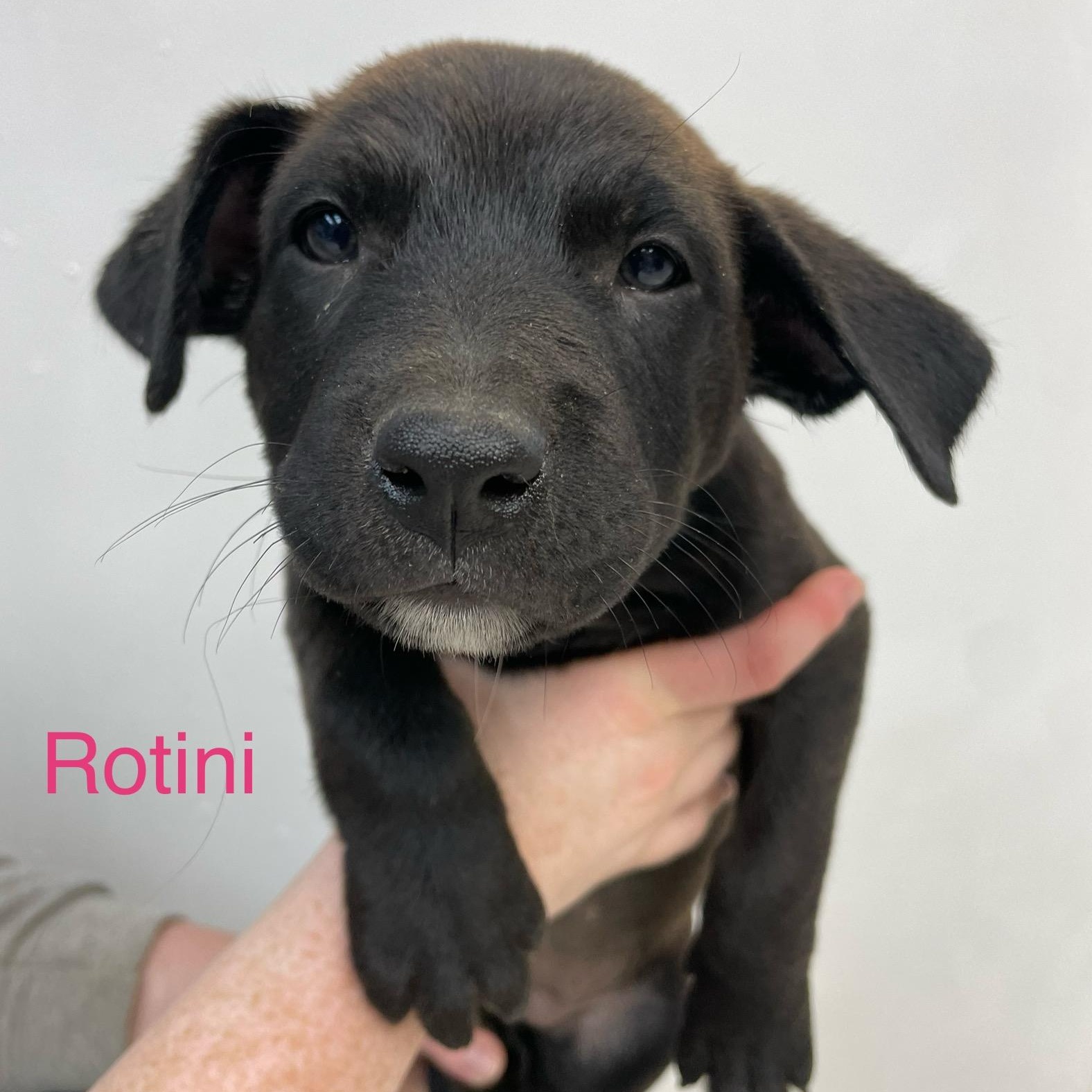 Rotini