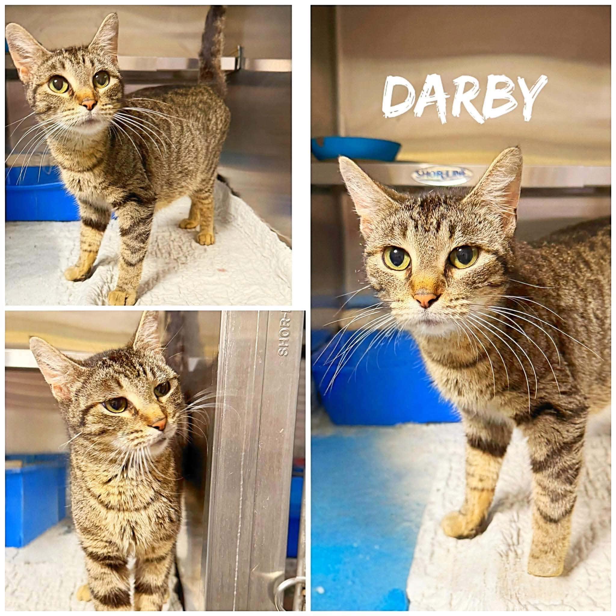Darby, ADOPTABLE, Adult Female Domestic Short Hair.