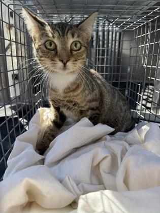 Enlarge Maddie, a Adoptable mixed breed in Port Allen, LA image 1/1