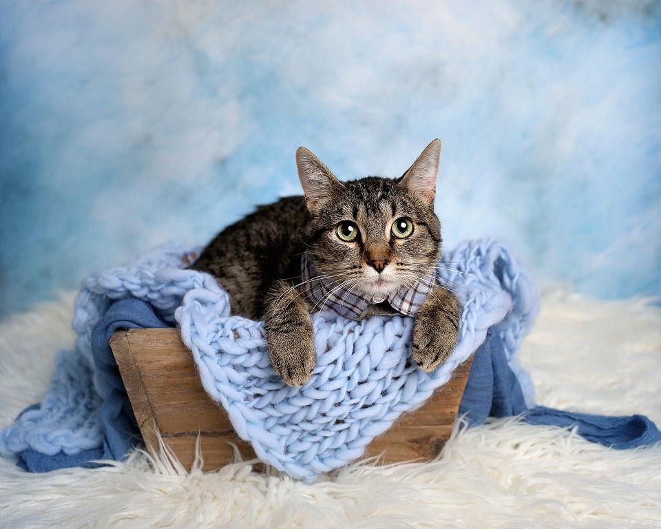 Gilmore 2, Adoptable, Adult Male Tabby & Domestic Short Hair.
