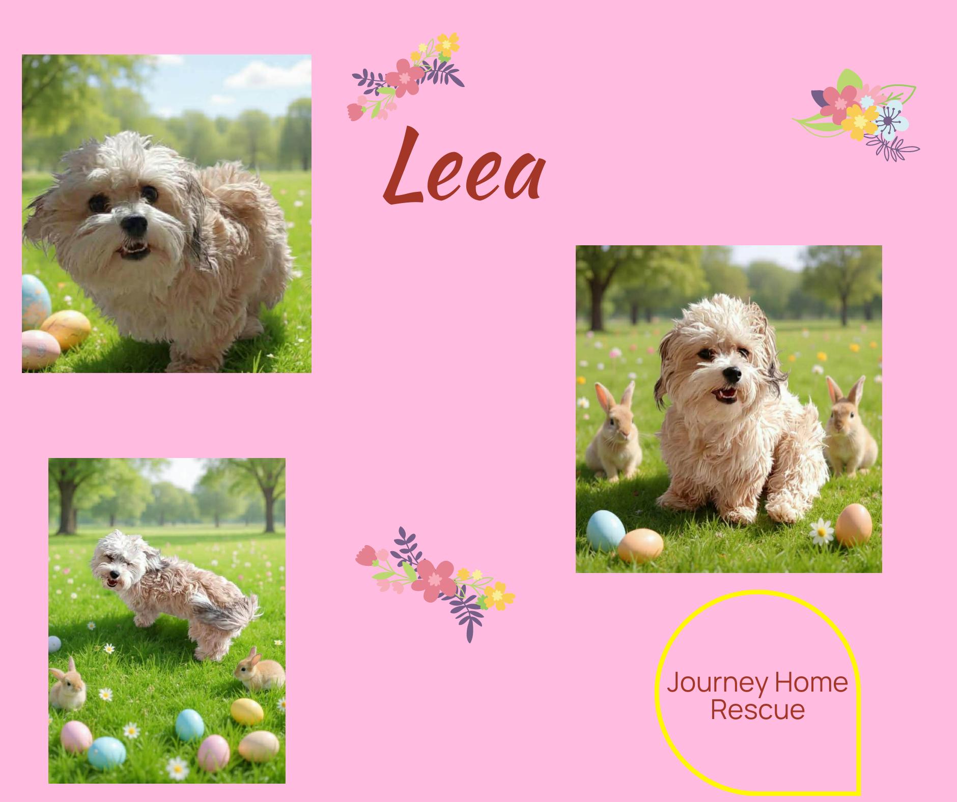 Enlarge Leea, an adopted mixed breed in East Wenatchee, WA image 1/1