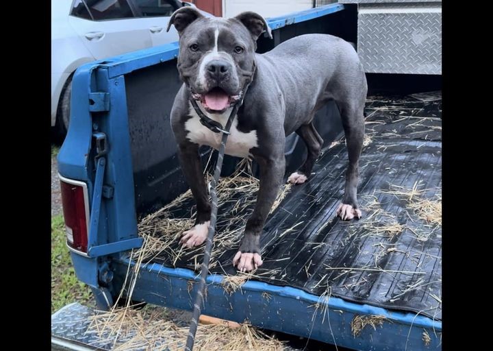 Walt, Adoptable, Adult Male Boxer & American Bully.