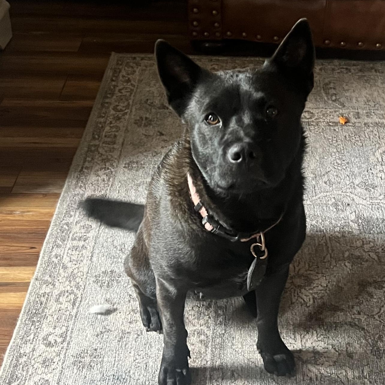 Sheba, Adoptable, Young Female Shiba Inu & Chow Chow.