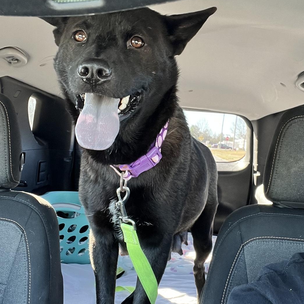 Sheba, a Adoptable mixed breed in Leesburg, GA image 3/5